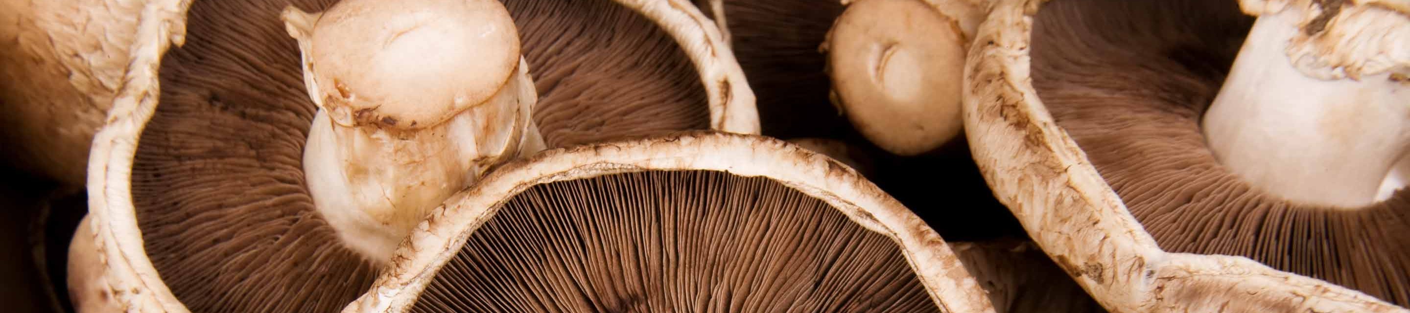 Meadow Mushrooms