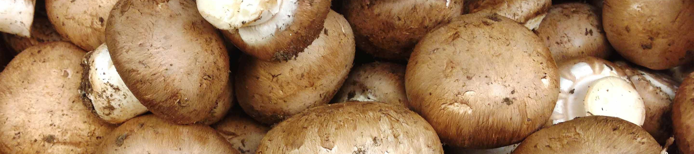 Meadow Mushrooms