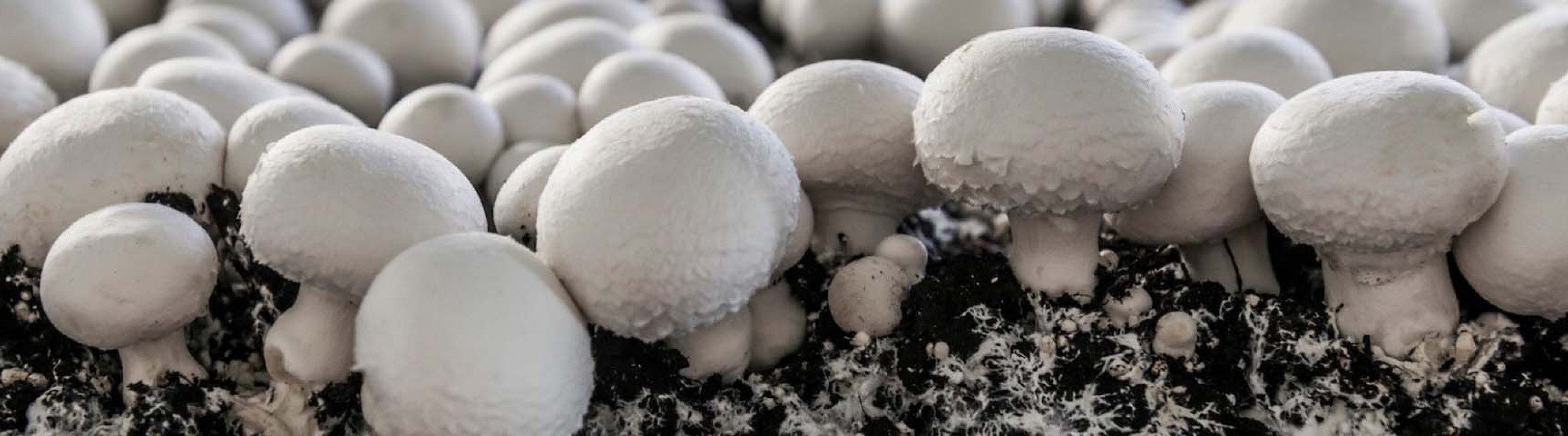 Meadow Mushrooms