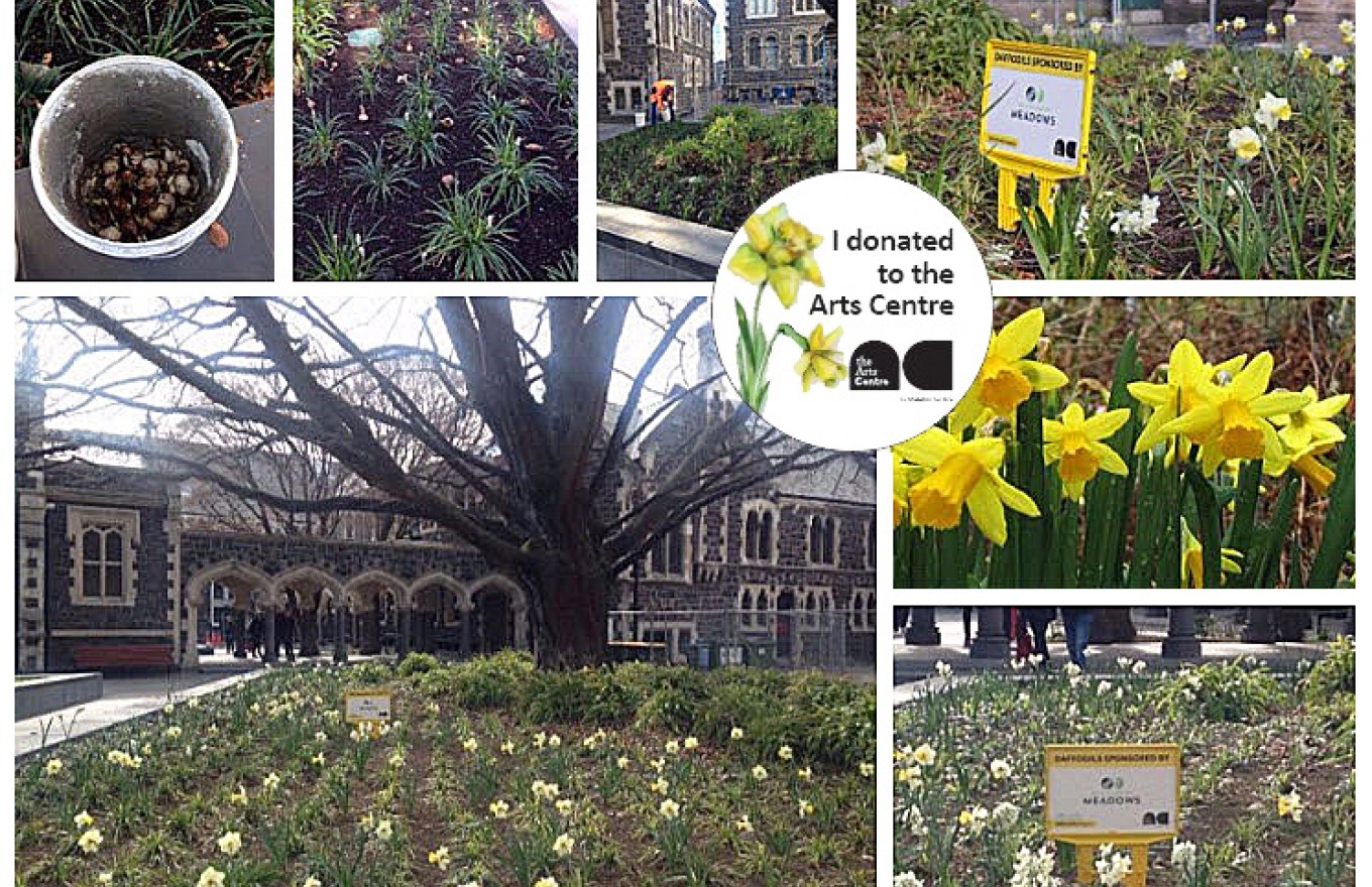 Stunning Mass daffodil planting for The Arts Centre of Christchurch