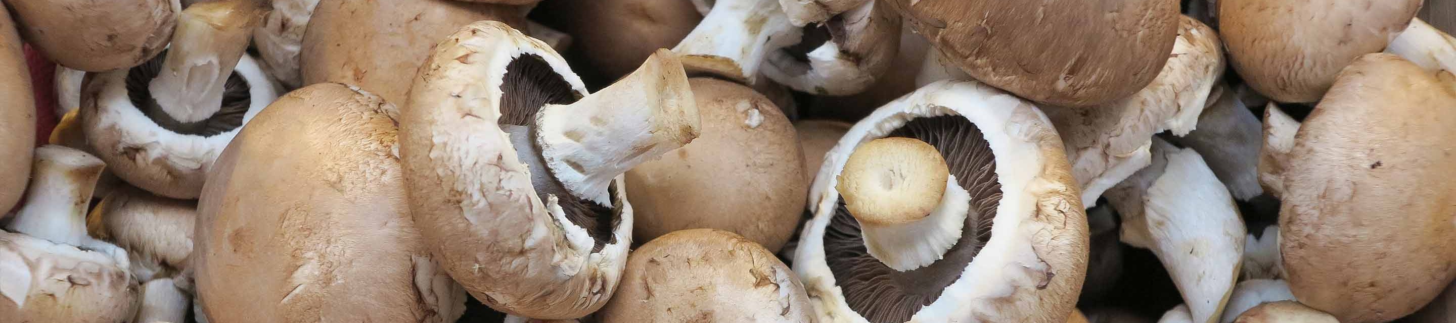 Meadow Mushrooms