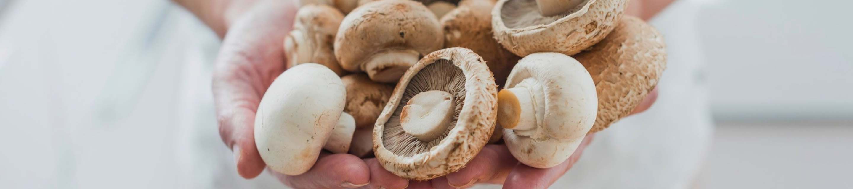 Meadow Mushrooms