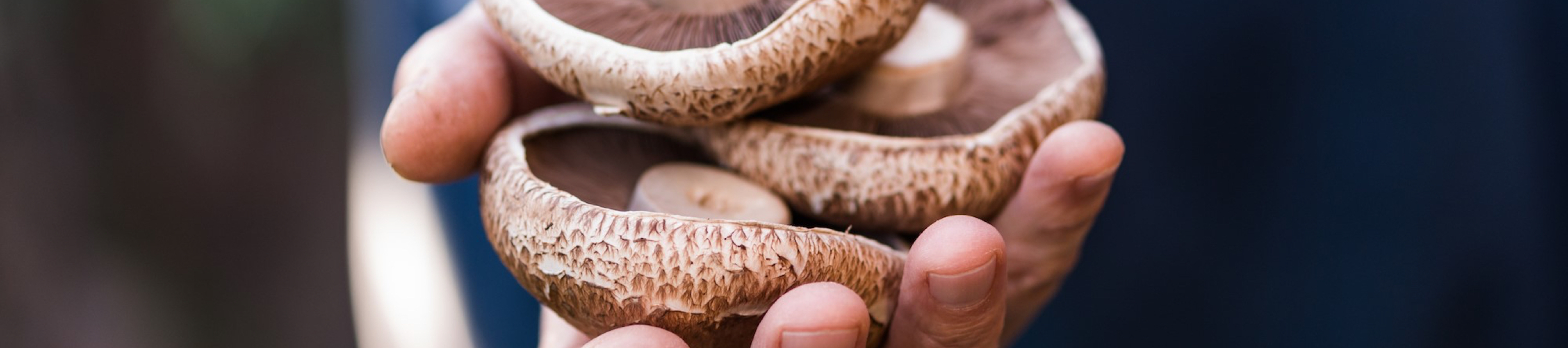 Meadow Mushrooms