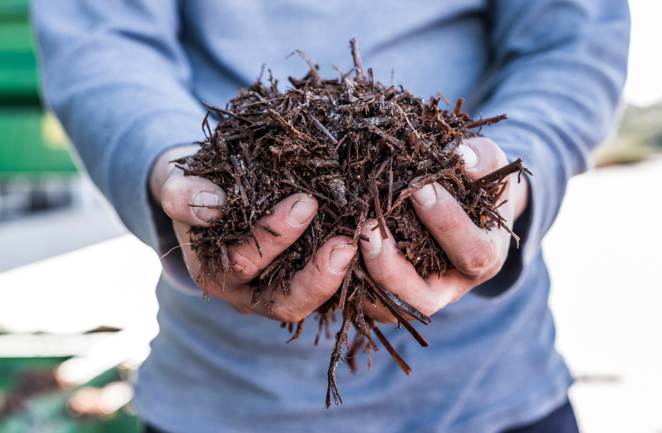 Meadow Mushrooms: The road to carbon neutrality